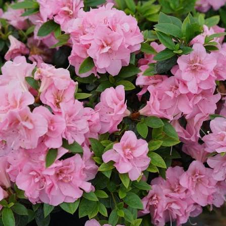 Perfecto Mundo Azalea Pink Shrub