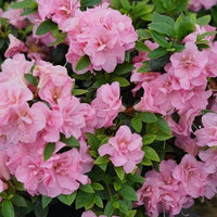 Perfecto Mundo Azalea Pink Shrub