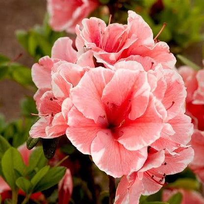 Re-Blooming Red Azalea. Evergreen Flowering Shrub
