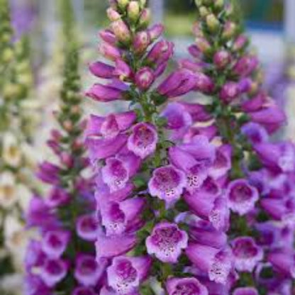 Digitalis Purpurea &