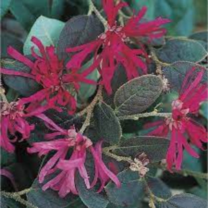 Pizazz Loropetalum