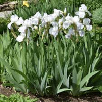 Iris Germanica Immortality