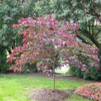 Forest Tree Redbud Pansy