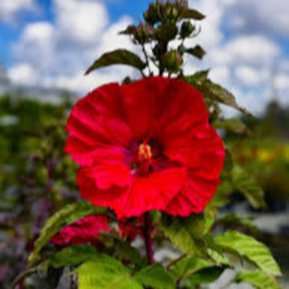 Hibiscus Summerific &