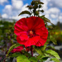 Hibiscus Summerific 'Valentine's Crush' - [EG]