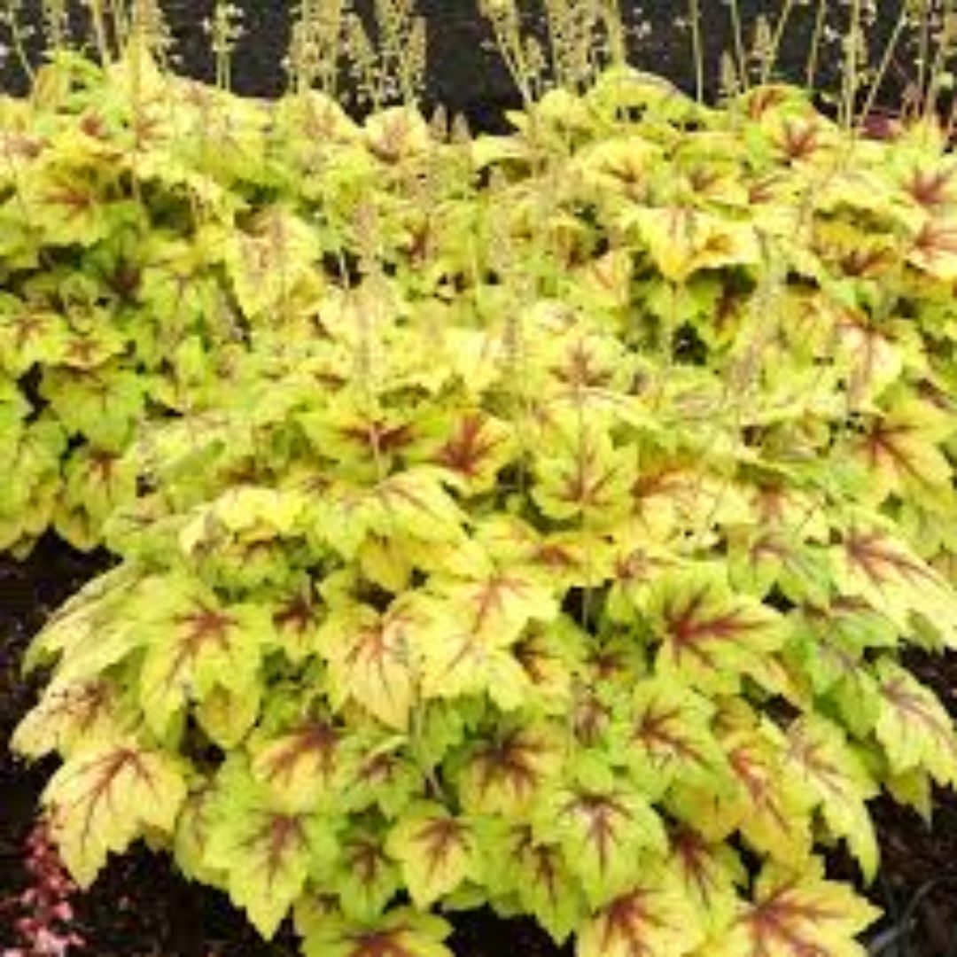 Heucherella Stoplight