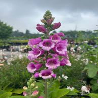 Digitalis Purpurea &
