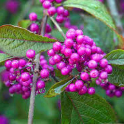 Issai Japanese Beautyberry