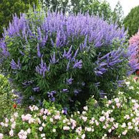 Vitex Shoal Creek Chaste Tree