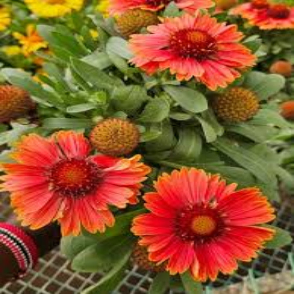 Gaillardia &