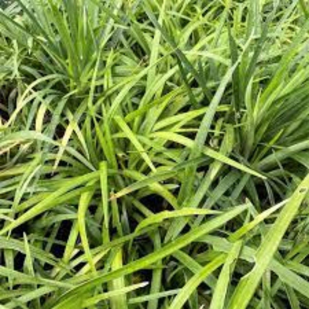 Liriope Muscari Variegata | Liriope Muscari Variegata is a medium-sized plant with green leaves that have creamy yellow margins. It grows in zones 5-10 and is grown naturally.