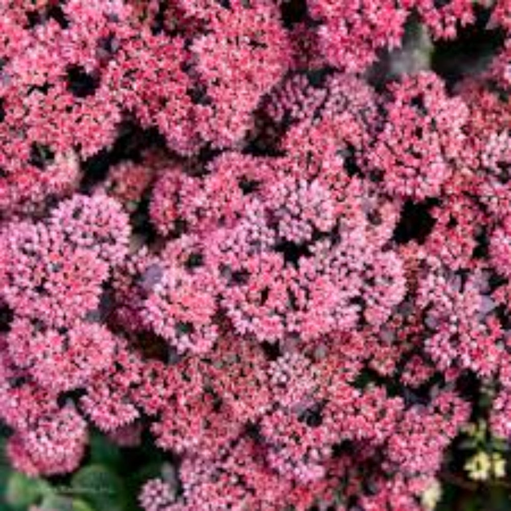 Sedum Rock &