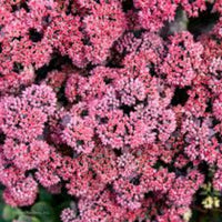 Sedum Rock 'n' Grow® 'Back in Black' (Stonecrop) - [EG]