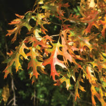 pin oak bonsai tree Buy Pin Oak Tree Plants & Trees Online