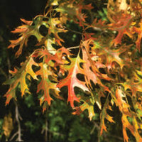 Pin Oak Tree