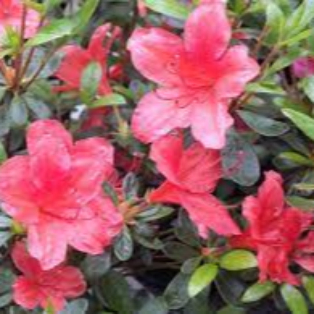 Alexander azalea Dwarf