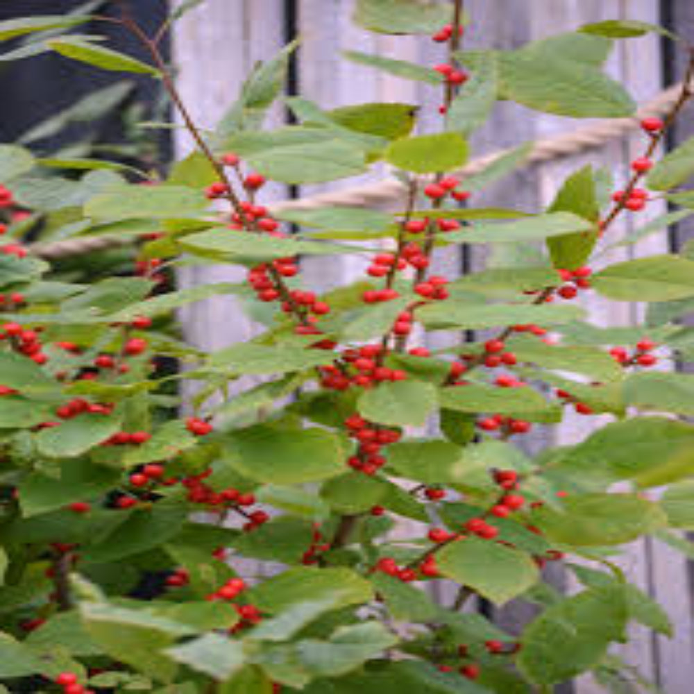 Sparkle Winterberry Holly