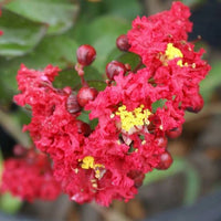 Red Bloom Crape Myrtle Tall Flowering Tree