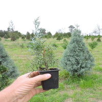 Blue Ice Arizona Cypress Tree