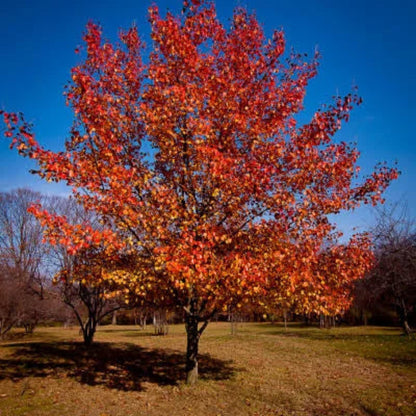 October Celebration Maple