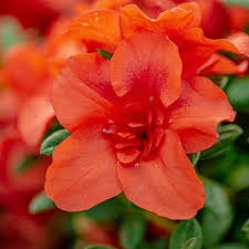 Re-Blooming Red Azalea. Evergreen Flowering Shrub