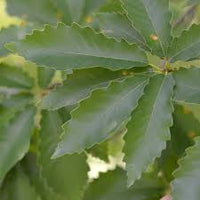 Chinkapin Oak