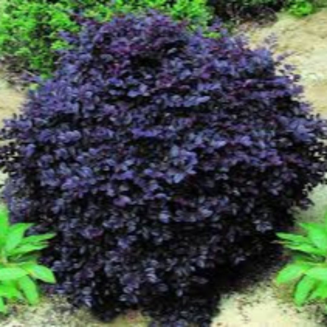 Cerise Charm Loropetalum