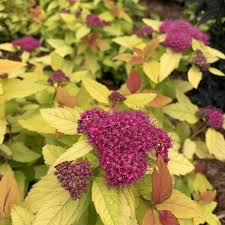 River Spirea