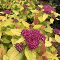River Spirea