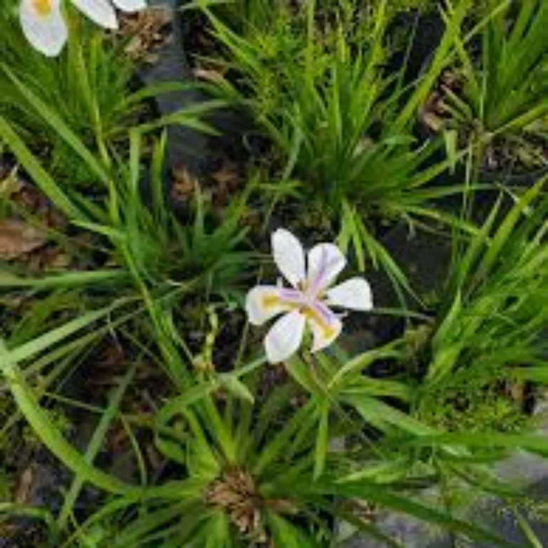 African Iris ( Yellow Flag )