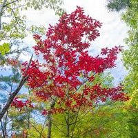 Sourwood Plant