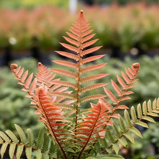 Autumn Fern Dryopteris erythrosora