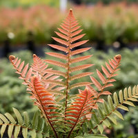 Autumn Fern Dryopteris erythrosora