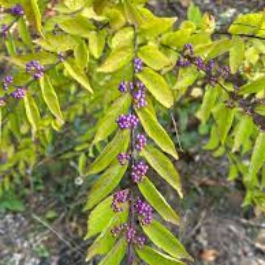 Issai Japanese Beautyberry Shrub With Purple Berries