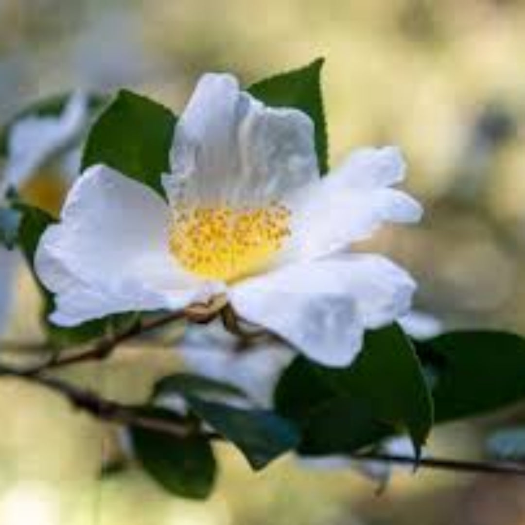Northern Exposure Camellia