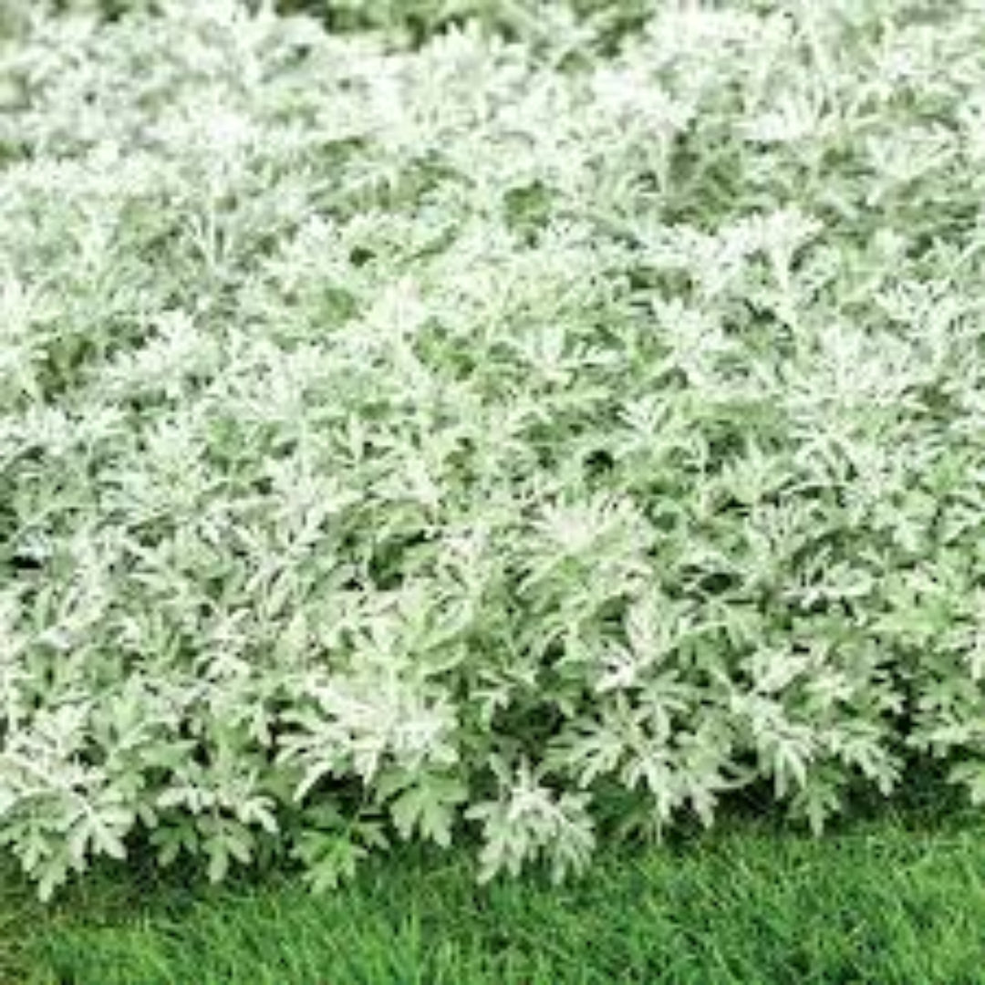 Artemisia &