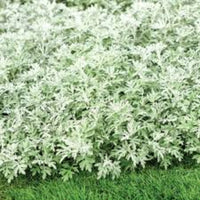 Artemisia 'Silver Bullet' PW® - [EG]