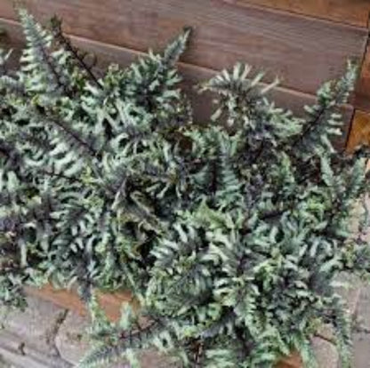 Japanese Painted Fern