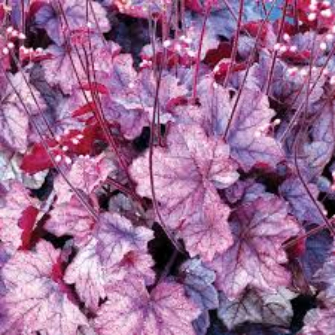 Heuchera X Villosa Georgia Plum
