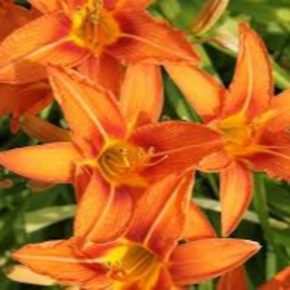 Hemerocallis Fulva Orange Daylily Multipack