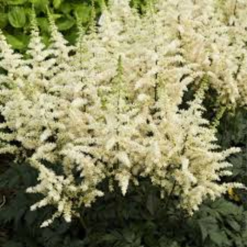 Astilbe Chinensis Visions In White