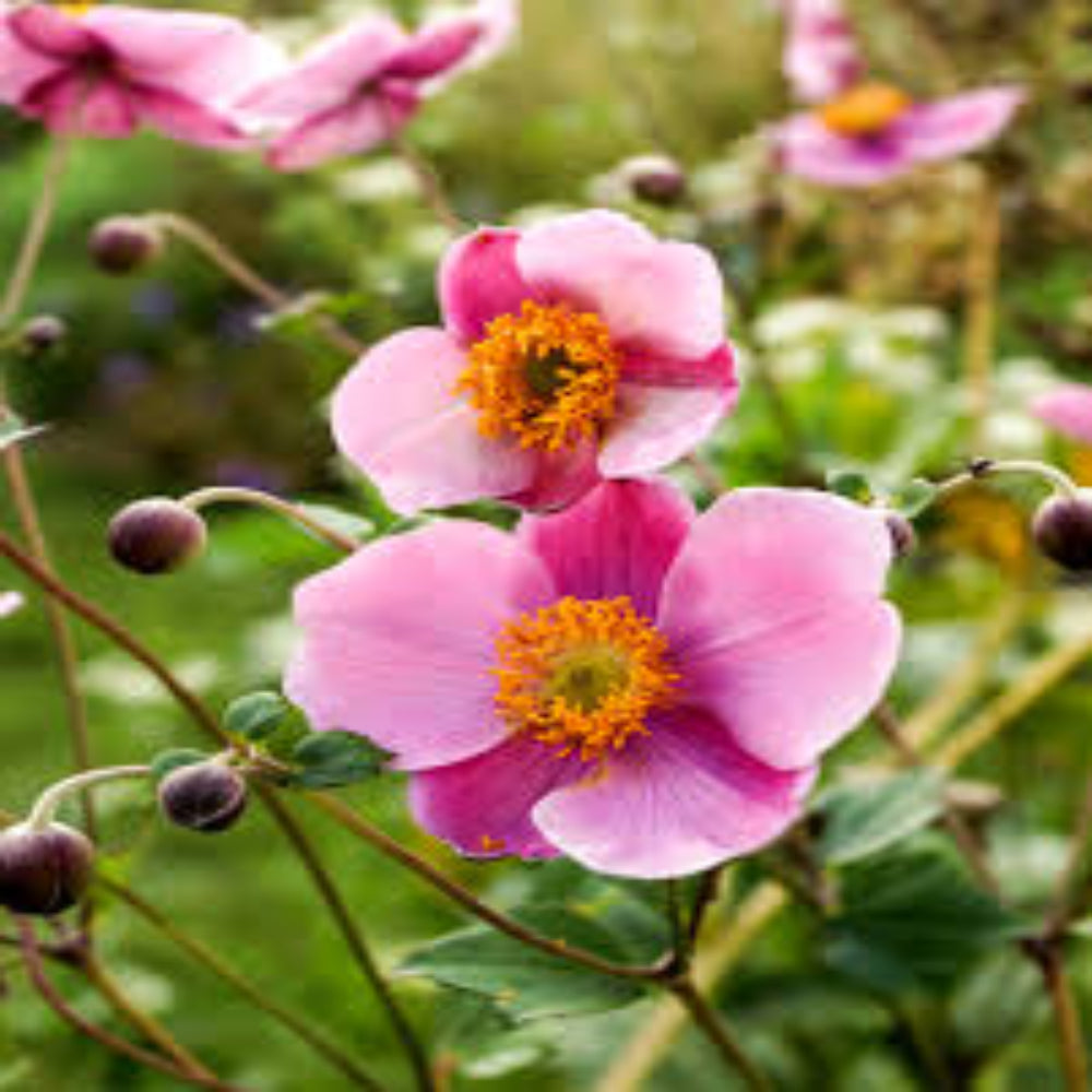 Anemone x hybrida &