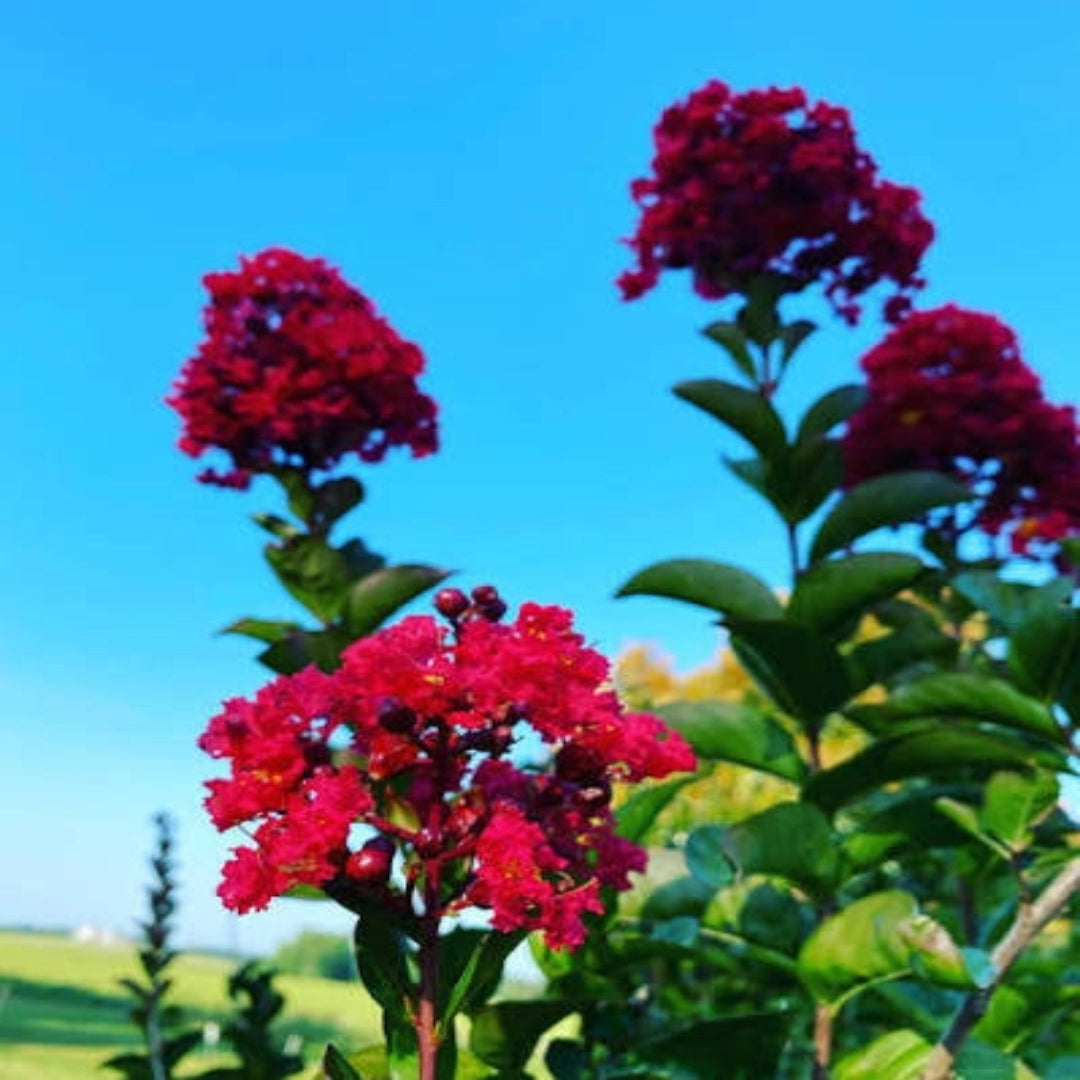 Red Blooming Crape Myrtle – Tall Flowering Tree