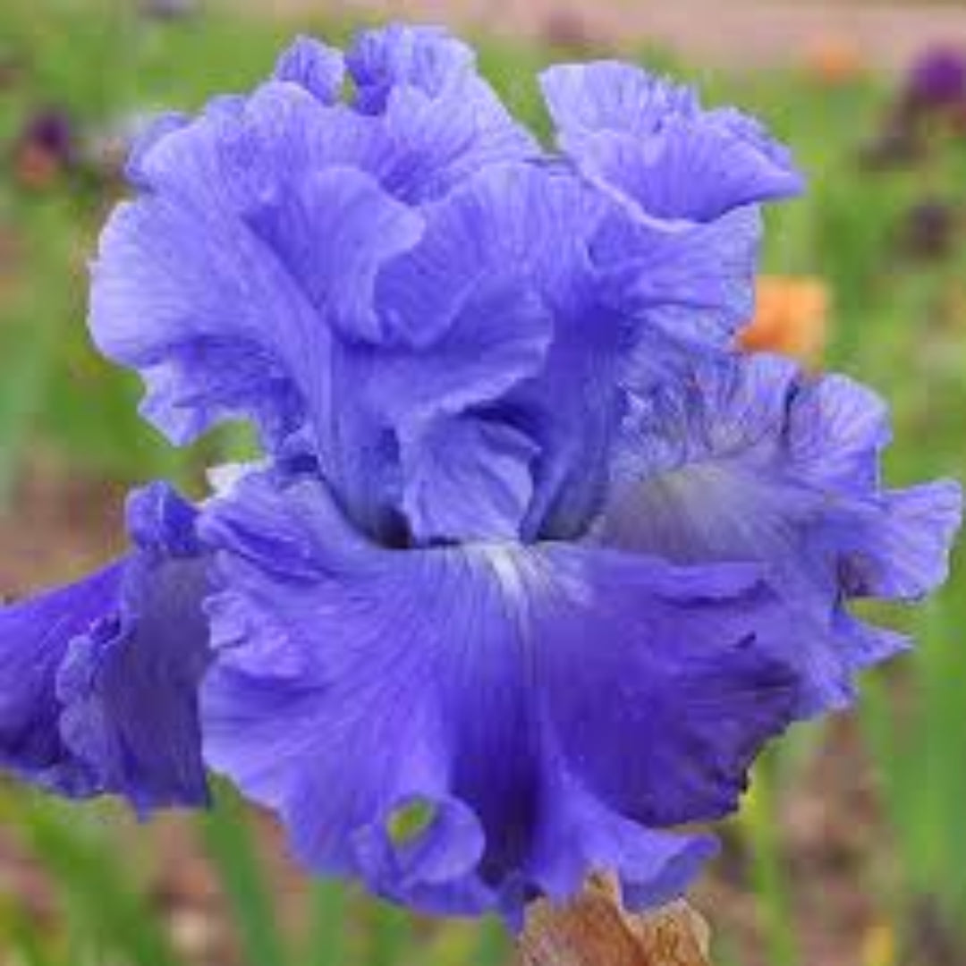 Iris germanica &