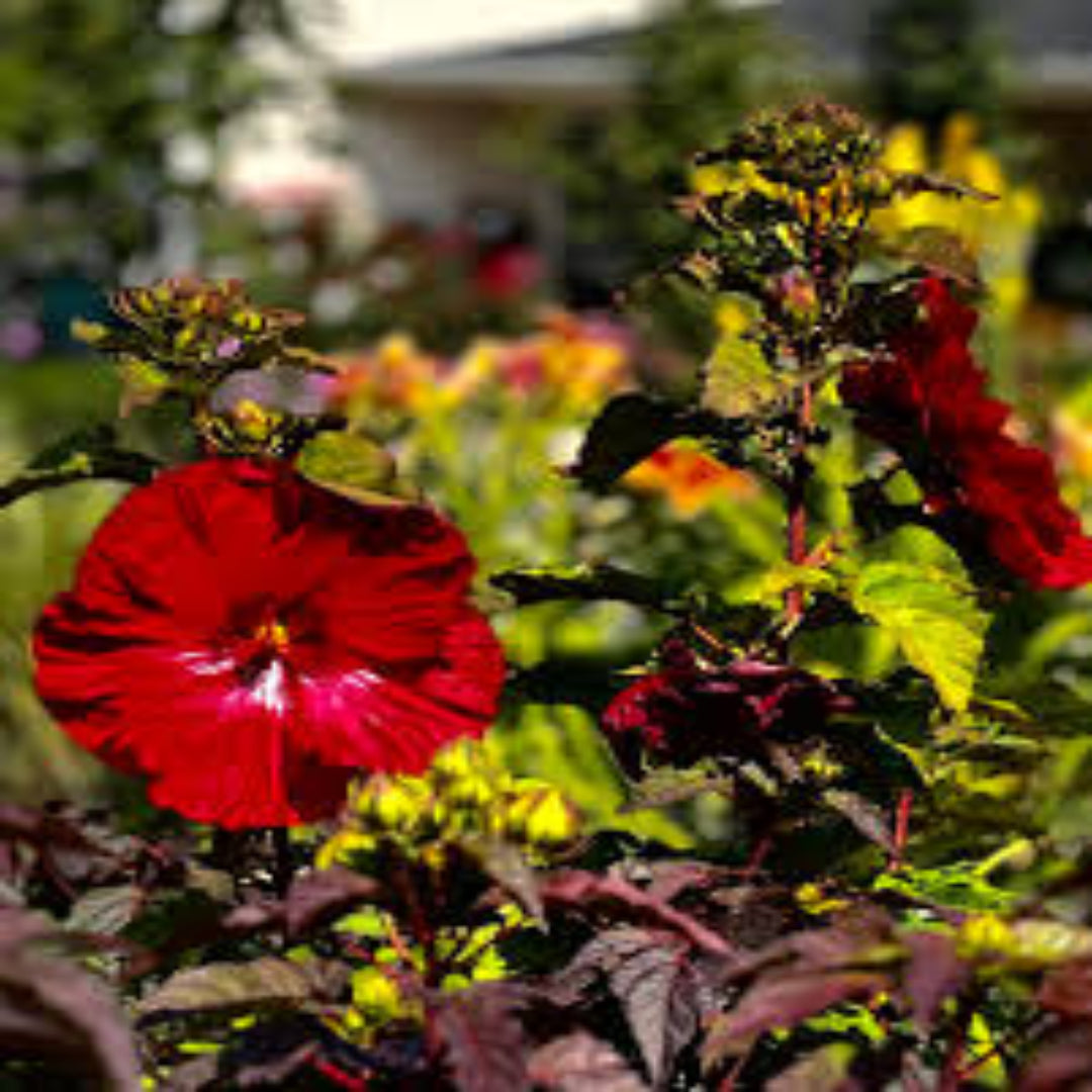 Hibiscus Summerific &