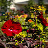 Hibiscus Summerific 'Valentine's Crush' - [EG]