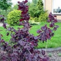 Red Dragon' Harry Lauder'S Walking Stick
