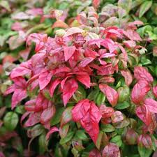 Firepower Nandina Evergreen Shrub