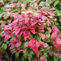 Firepower Nandina Evergreen Shrub