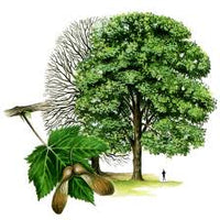 American Sycamore Tree Large Shade Landscape Tree